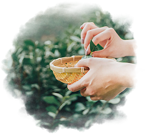 關(guān)于茶博園